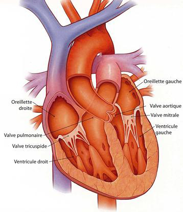 Nouveau traitement pour la valve aortique
