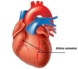 Arteres coronaires