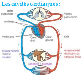 Cavités cardiaques