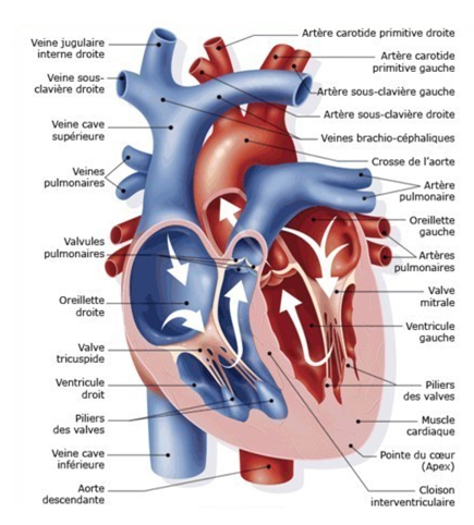 Les valves cardiaques